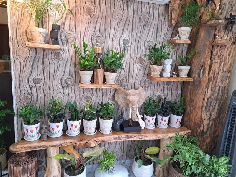 Set of 4 Live Edge Floating Shelves