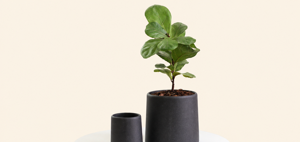 Minimalist Concrete Plant Pot